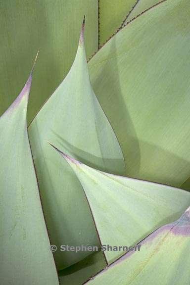agave 4 graphic